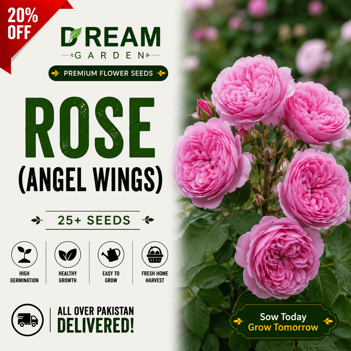 Rose (angel wings) 25+ Seeds