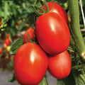 F1 Hybrid Tomato (ٹماٹر) 20 Seeds