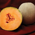 F1 Hybrid Sweet Melon (خربوزہ) 10 Seeds