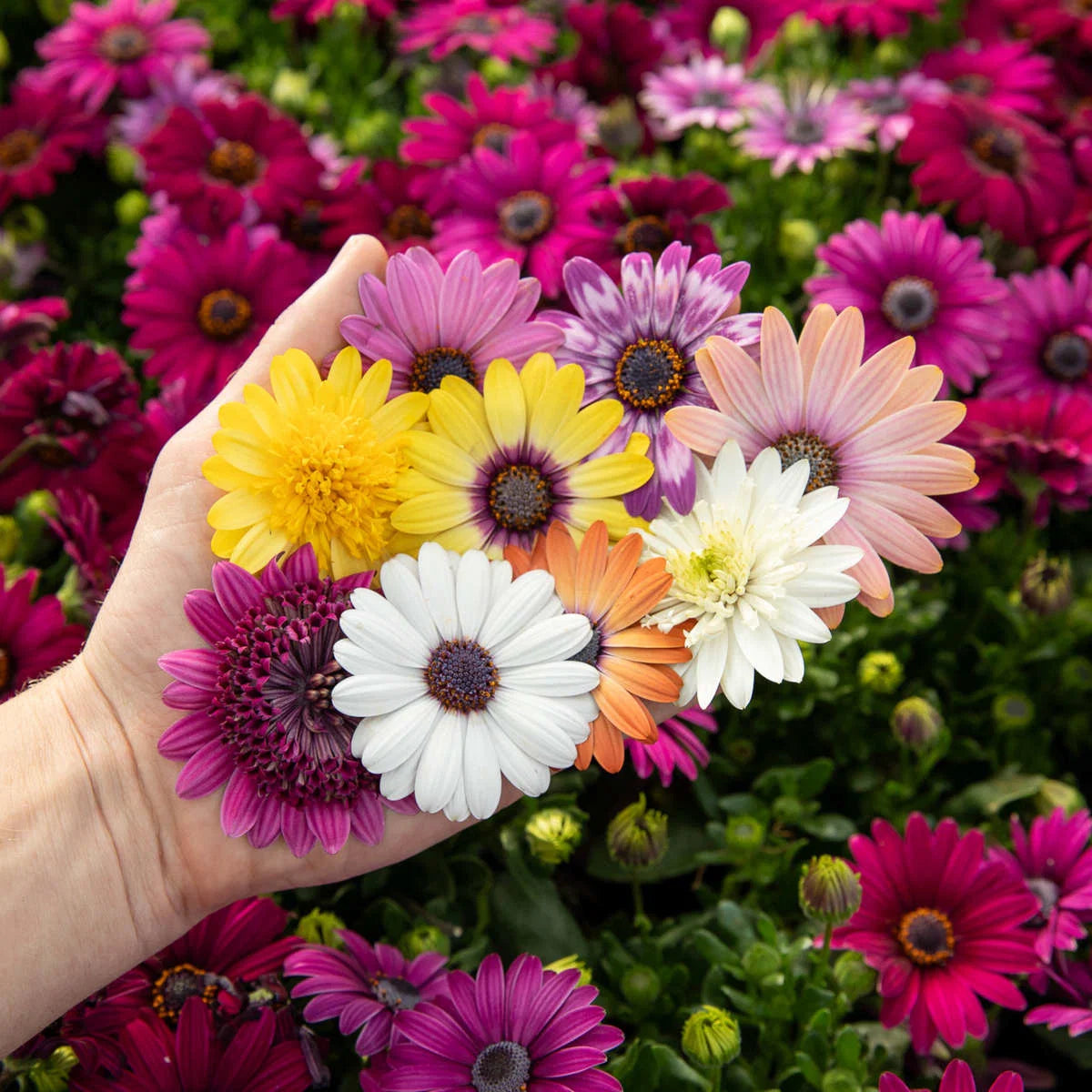 African Daisy 20+ Seeds