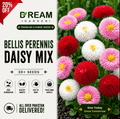 Bellis Perennis English Daisy Mix 30+ Seeds