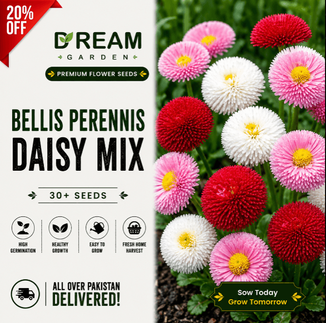 Bellis Perennis English Daisy Mix 30+ Seeds