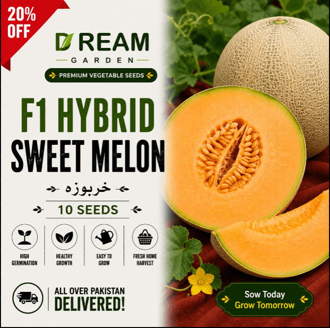 F1 Hybrid Sweet Melon (خربوزہ) 10 Seeds