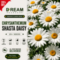 chrysanthemum shasta daisy 25+ Seeds
