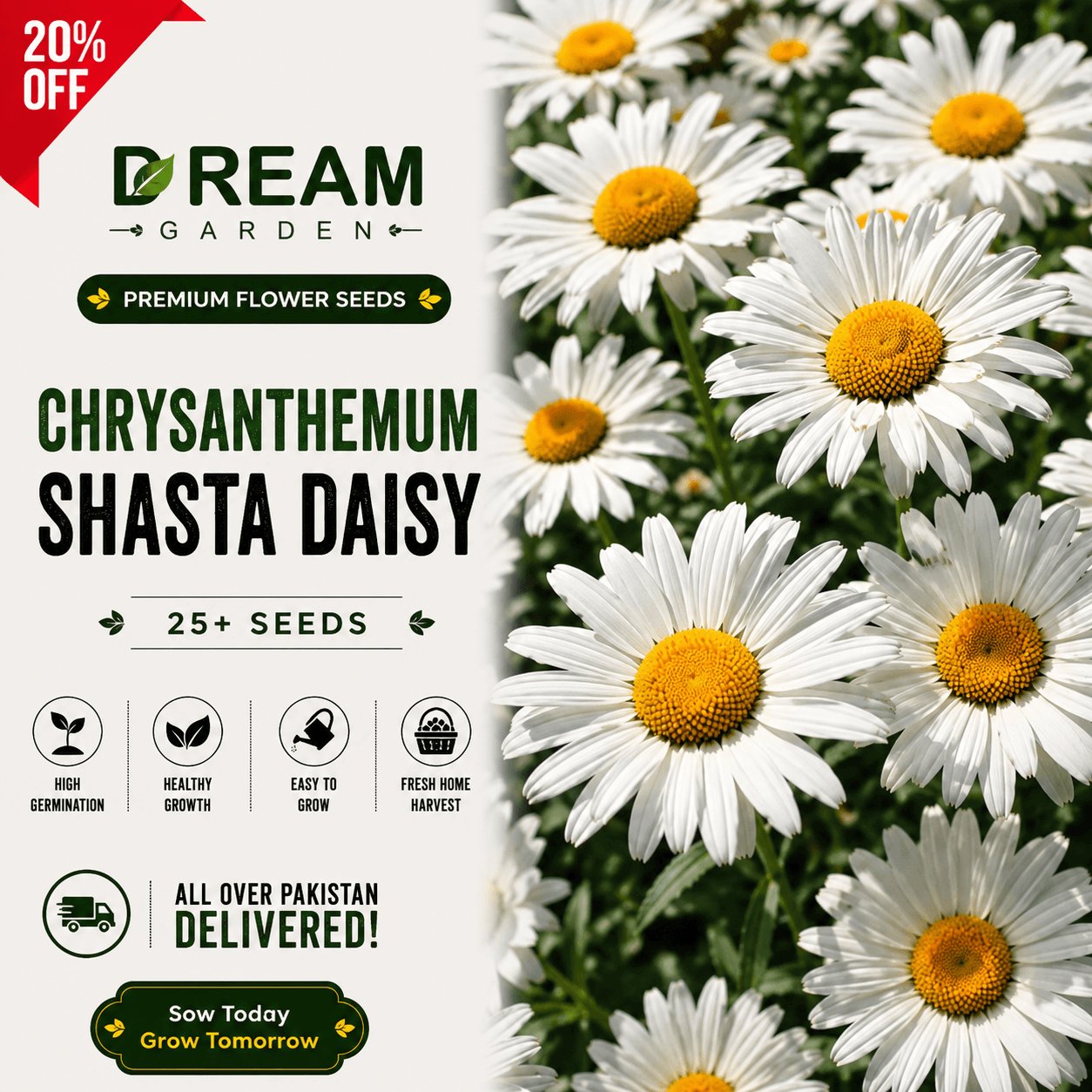 chrysanthemum shasta daisy 25+ Seeds