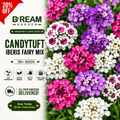 Candytuft iberis fairy mix 30+ Seeds
