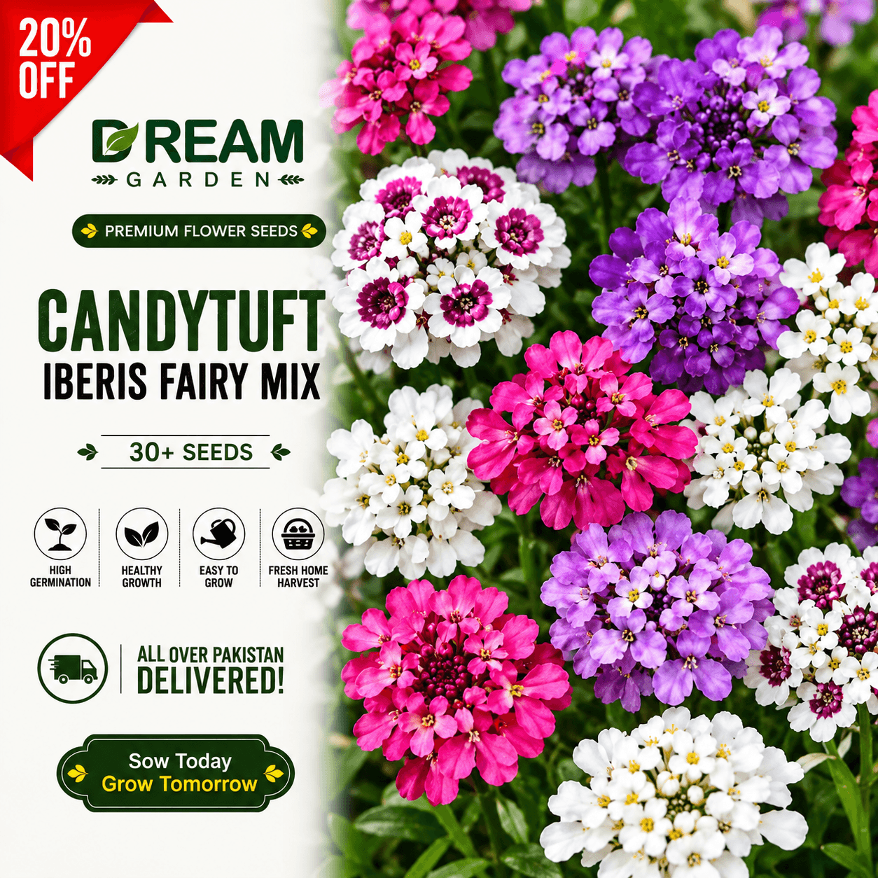 Candytuft iberis fairy mix 30+ Seeds