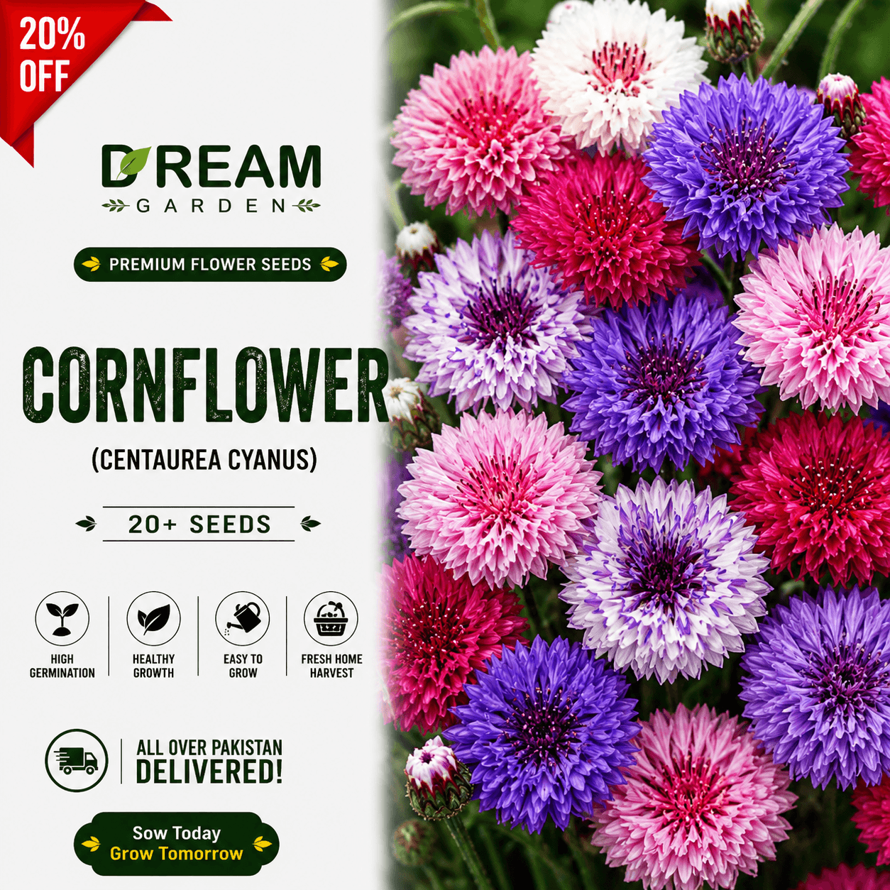 Cornflower (cantaurea cyanus) 20+ Seeds