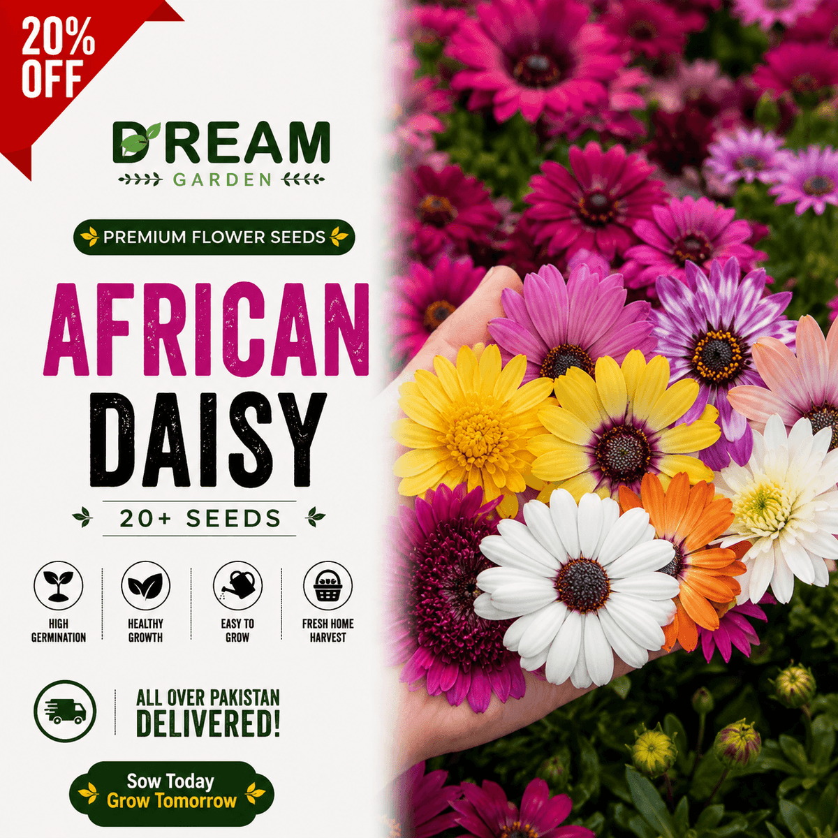 African Daisy 20+ Seeds