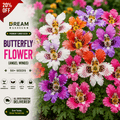 Butterfly Flower (angel wings) 50+ Seeds