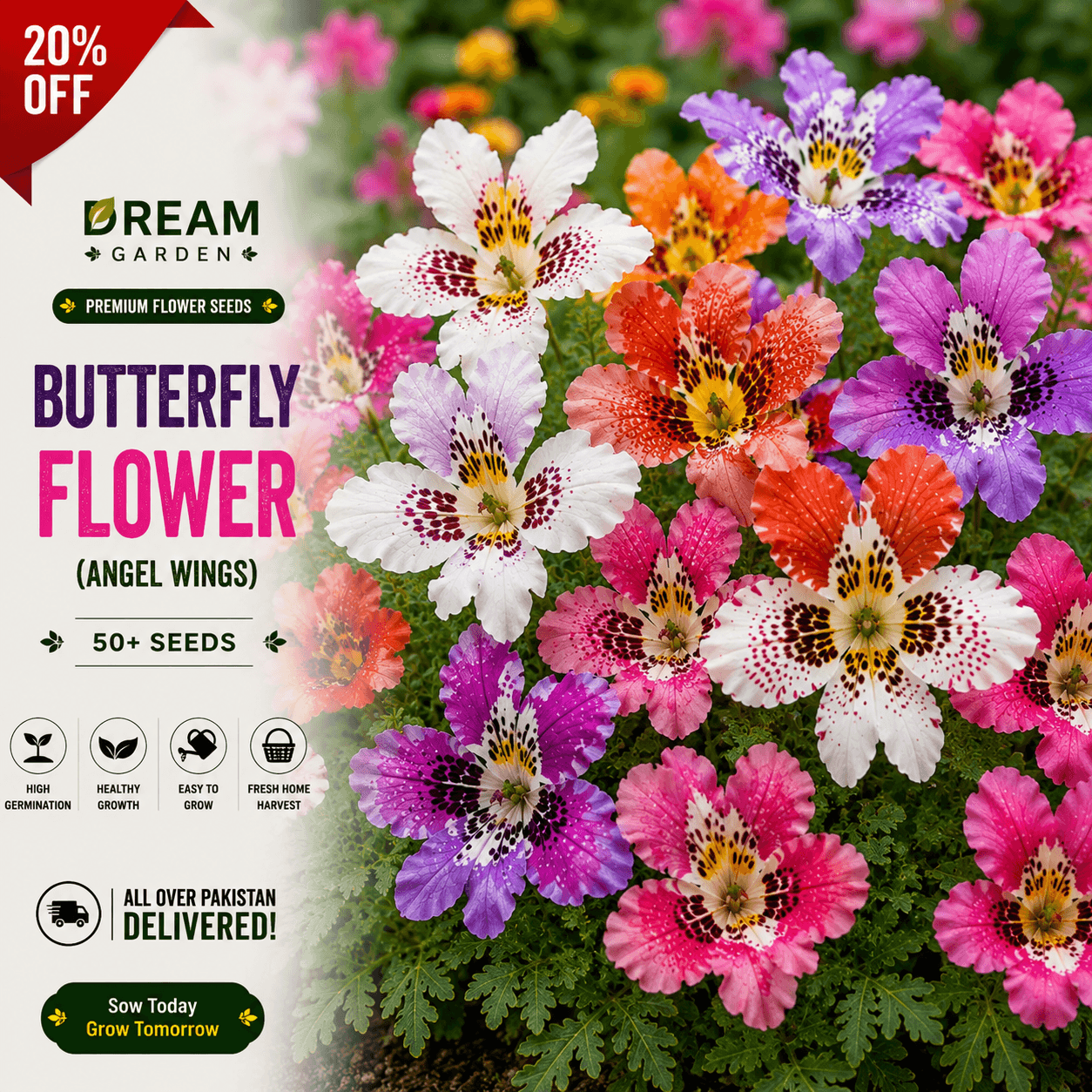 Butterfly Flower (angel wings) 50+ Seeds