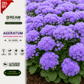 Ageratum mexicanum dwarf Ball 50+ Seeds