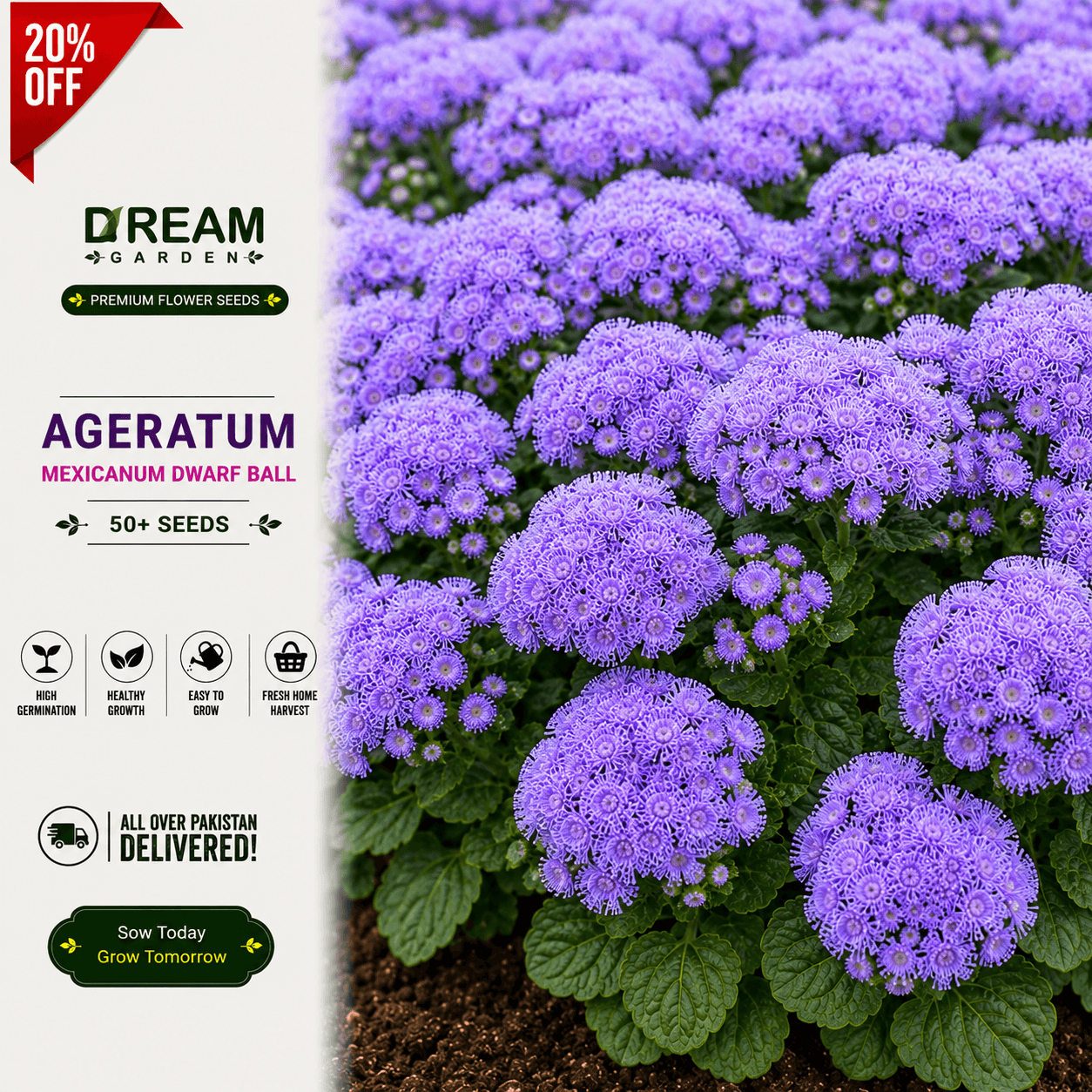 Ageratum mexicanum dwarf Ball 50+ Seeds