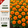 French Marigold primo Orange Dwarf 15+ Seeds