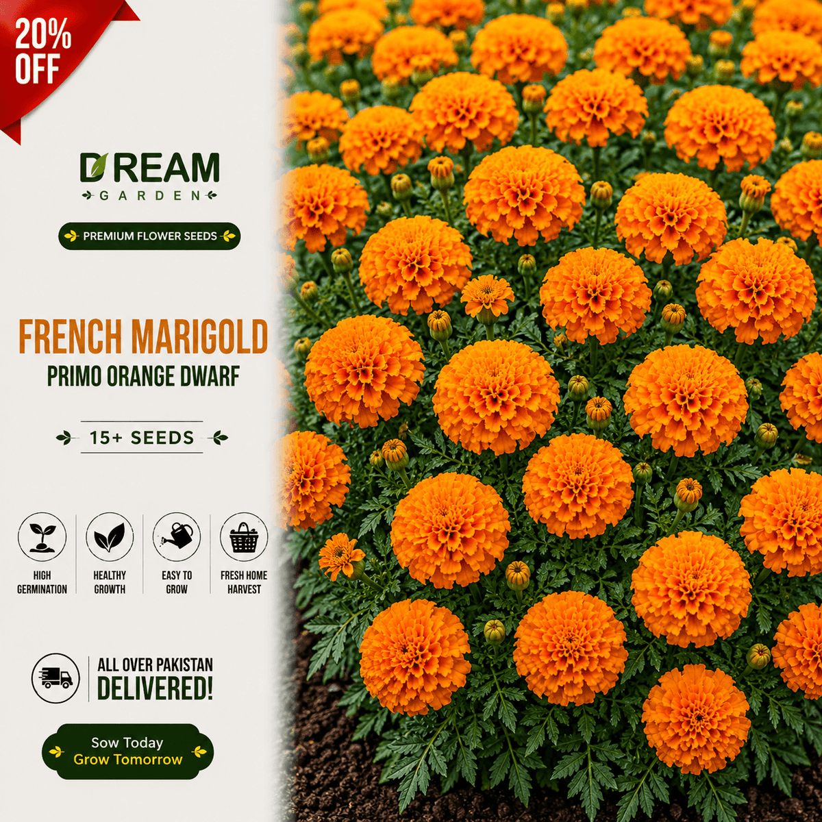French Marigold primo Orange Dwarf 15+ Seeds
