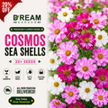 Cosmos Sea Shells 20+ Seeds