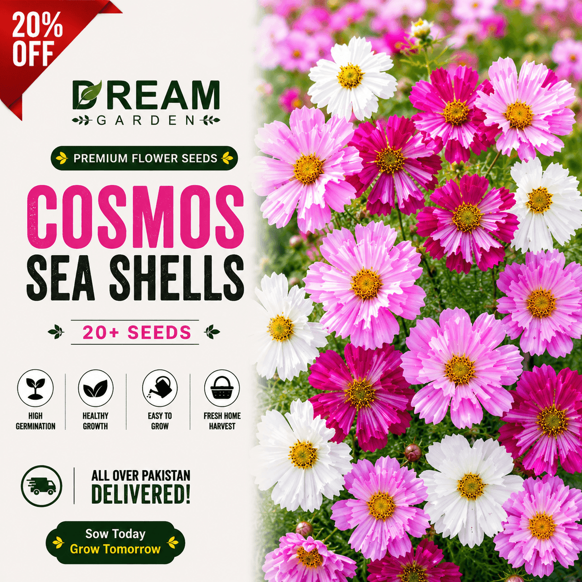 Cosmos Sea Shells 20+ Seeds
