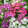 Phlox Twinkle 20+ Seeds