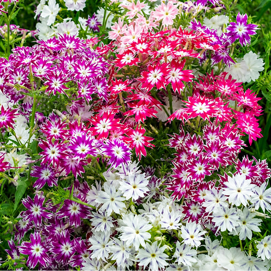 Phlox Twinkle 20+ Seeds