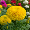 F1 Marigold Yellow 15+ Seeds