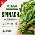 Spinach (پالک) 300+ Seeds