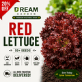 Red Lettuce (لال سلاد) 50+ Seeds