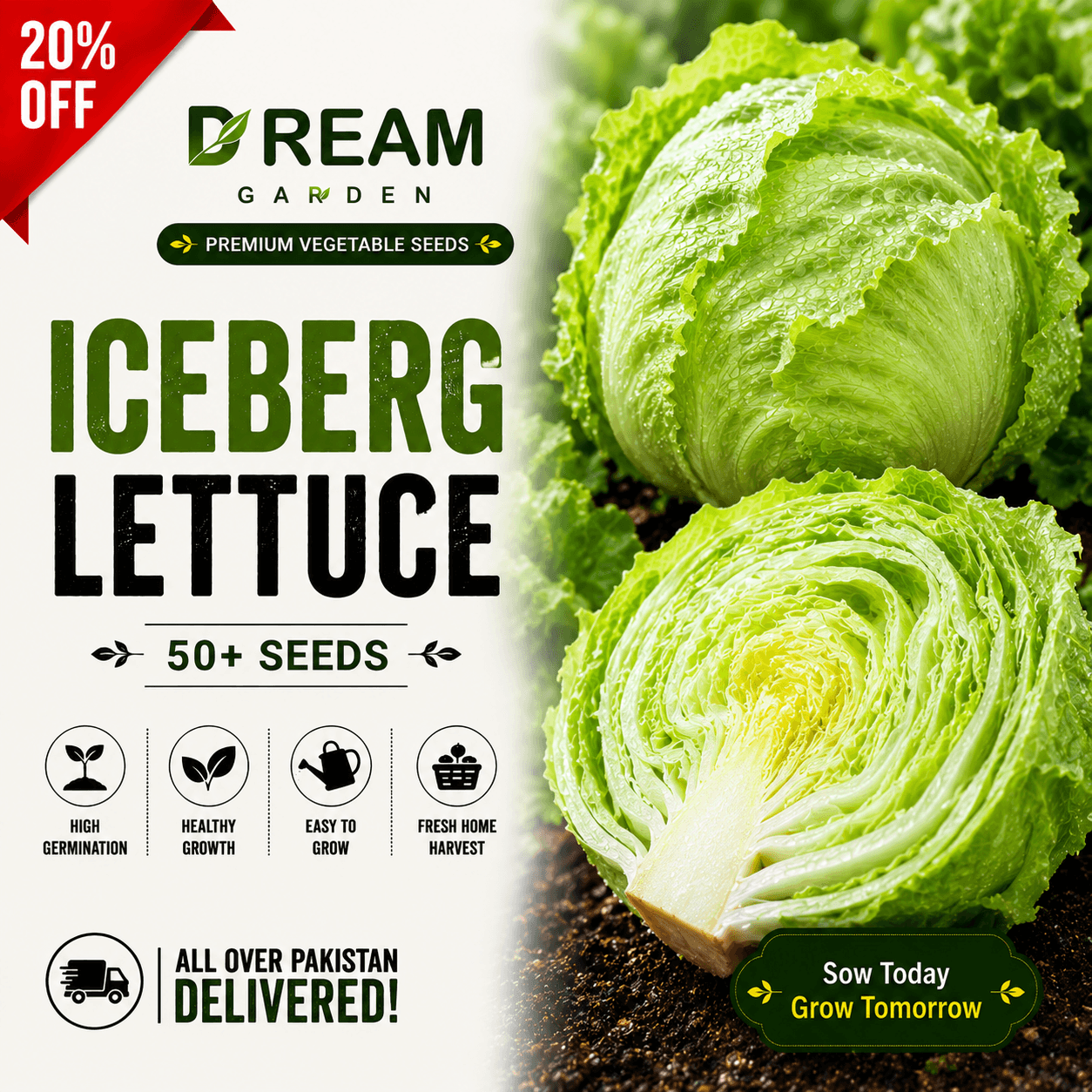 Iceberg (آئس برگ سلاد) 50+ Seeds