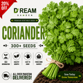 F1 Hybrid coriander (دھنیہ) 300+ Seeds