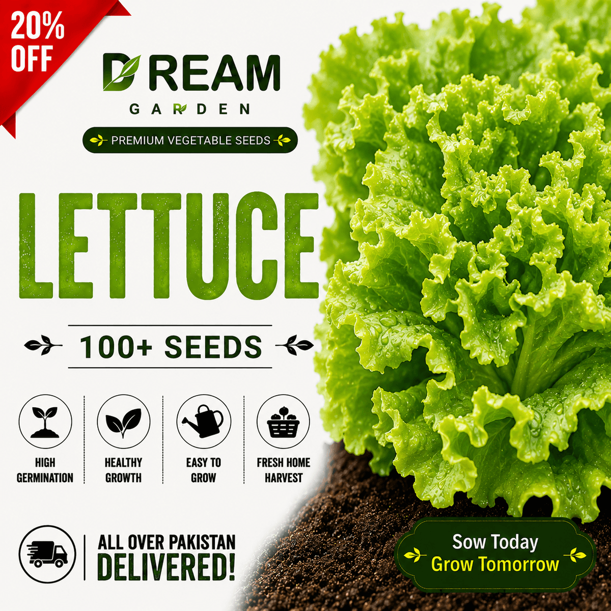 Leafy Lettuce (سلاد پتہ) 100+ Seeds