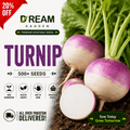 Turnip (شلجم) 500+ Seeds