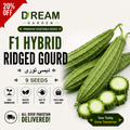 F1 Hybrid Ridged Gourd (دیسی توری) 9 Seeds