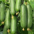 F1 Hybrid Cucumber (کھیرا) 10 Seeds