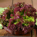Red Lettuce (لال سلاد) 50+ Seeds