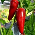 Red Jalapeno (سرخ جیلوپینو) 10+ Seeds