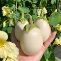 Eggplant Round (گول سفید بینگن) 20 Seeds