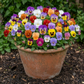 Pensy Giants Mix 15+ Seeds