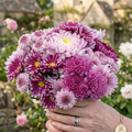 Chrysanthemum carnation mix 15+ Seeds