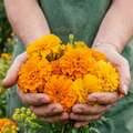 African Marigold 20+ Seeds