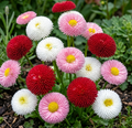Bellis Perennis English Daisy Mix 30+ Seeds