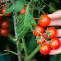 Cherry Tomatoes (چیری ٹماٹر) 10 Seeds
