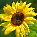 Sunflower Yellow Pygmy Dwarf 15 Seeds