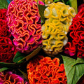 Celosia Cristata Cockscomb Tall 30+ Seeds