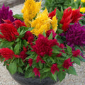 Celosia Pulmosa Tall Mix 30+ Seeds