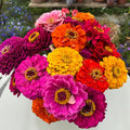Zinnia California Giants Mix 20+ Seeds