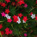 Cypress Vine 20+ Seeds