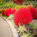kochia Red 30+ seeds
