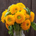 Sunflower Teddy Bear 15 seeds