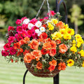 Portulaca Grandiflora Mix 100+ Seeds