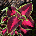 Coleus Rainbow Mix 50+ Seeds