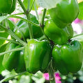 Green Capsicum (سبز شملہ) 15 Seeds